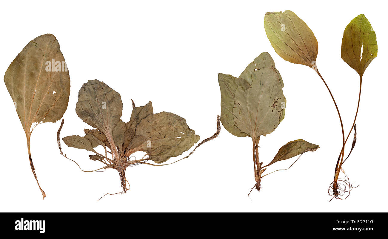 Legen Sie gepressten Blätter, Stängel und Wurzeln der Pflanze Wegerich isoliert Stockfoto