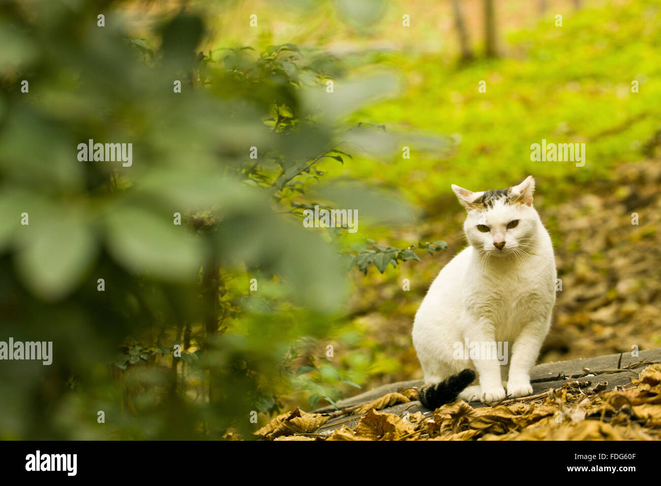 Eine Katze versteckt sich im Wald Stockfoto