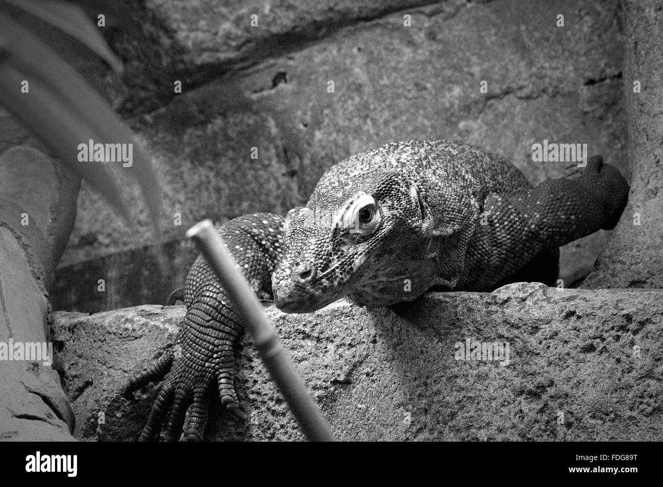 Komodo Dragon Stockfoto