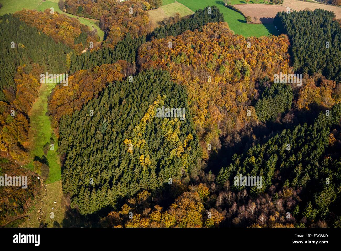 Luftaufnahme, goldenen Oktober in Ennepetal Reservoir, bunten Herbstwald, Mischwald, Laubwald, Nadelwald, Stockfoto