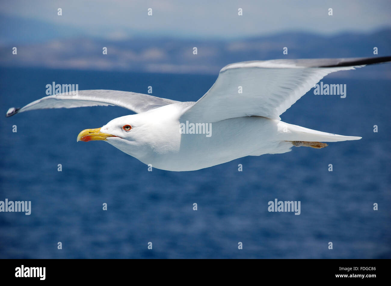 Gleiten und fliegende Möwe Stockfoto