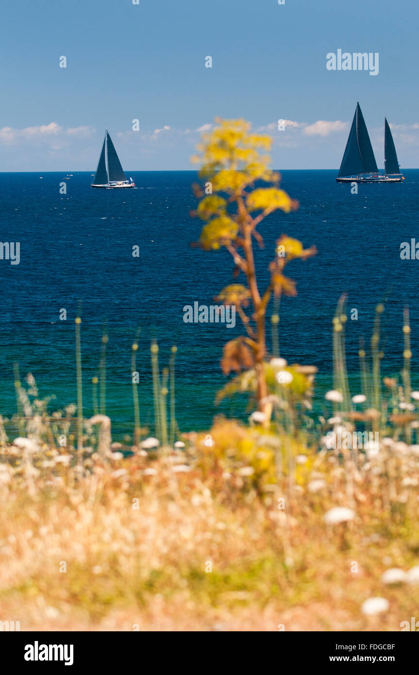 Smaragd coast,Sardinia,Italy,5/2015.Sailing Boote und gelben Pflanzen in die Küste von Porto Cervo, Costa Smeralda Arzachena Stockfoto