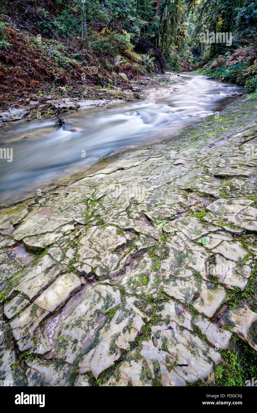 Waldbach Stockfoto