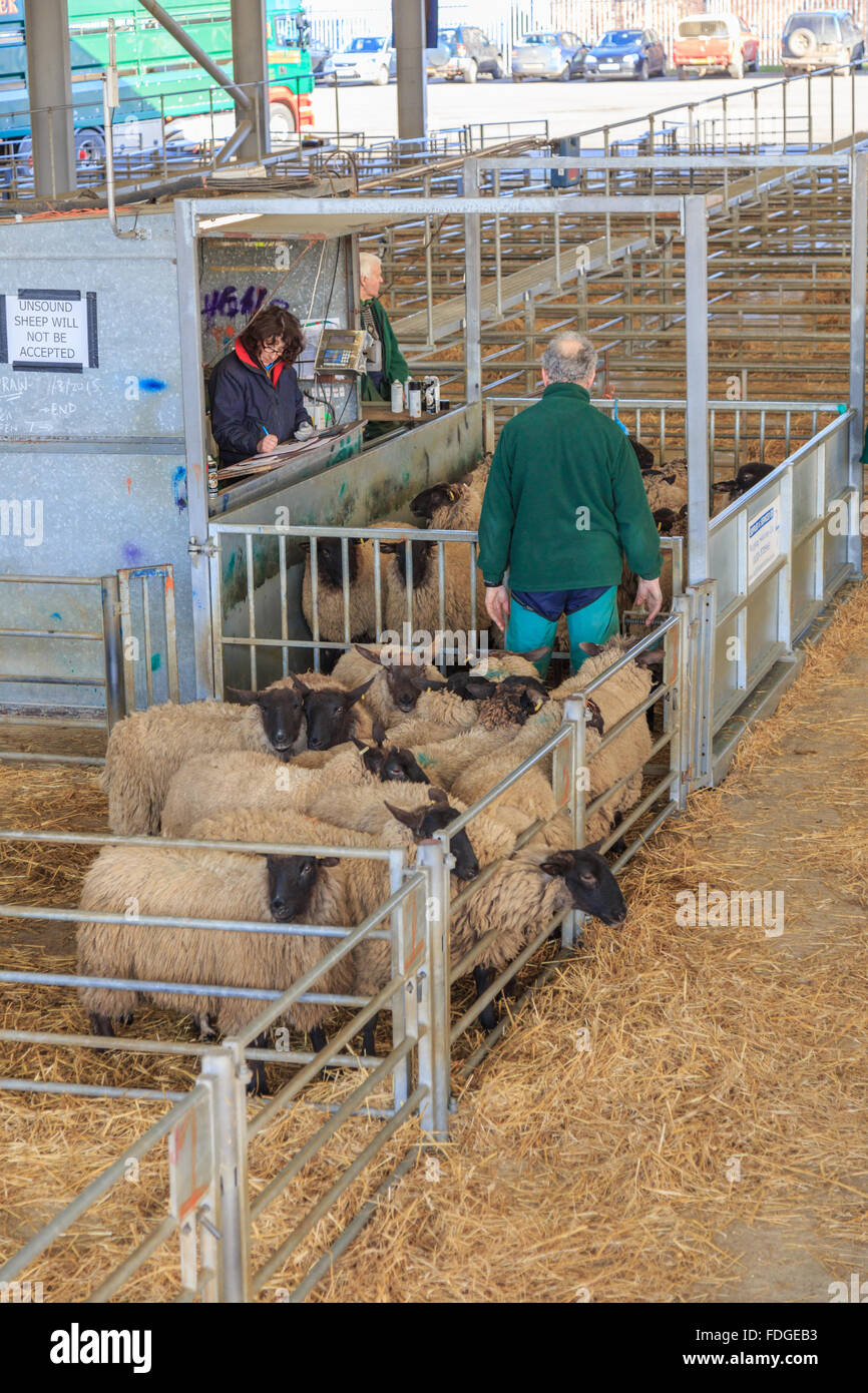 Grading und Schafe am Viehmarkt Melton Mowbary Inspektion Stockfoto