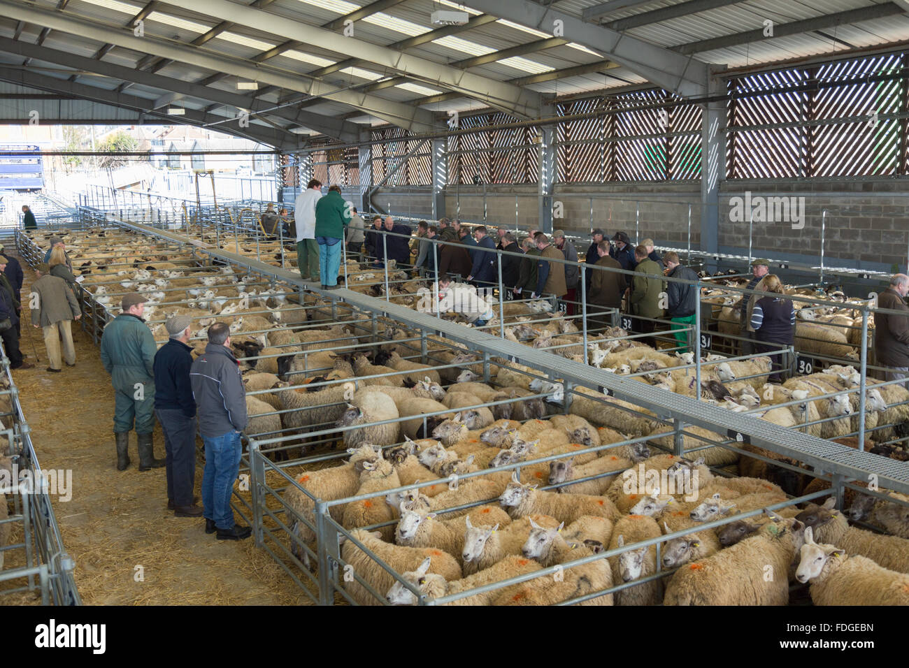 Melton Mowbary Viehmarkt Stockfoto