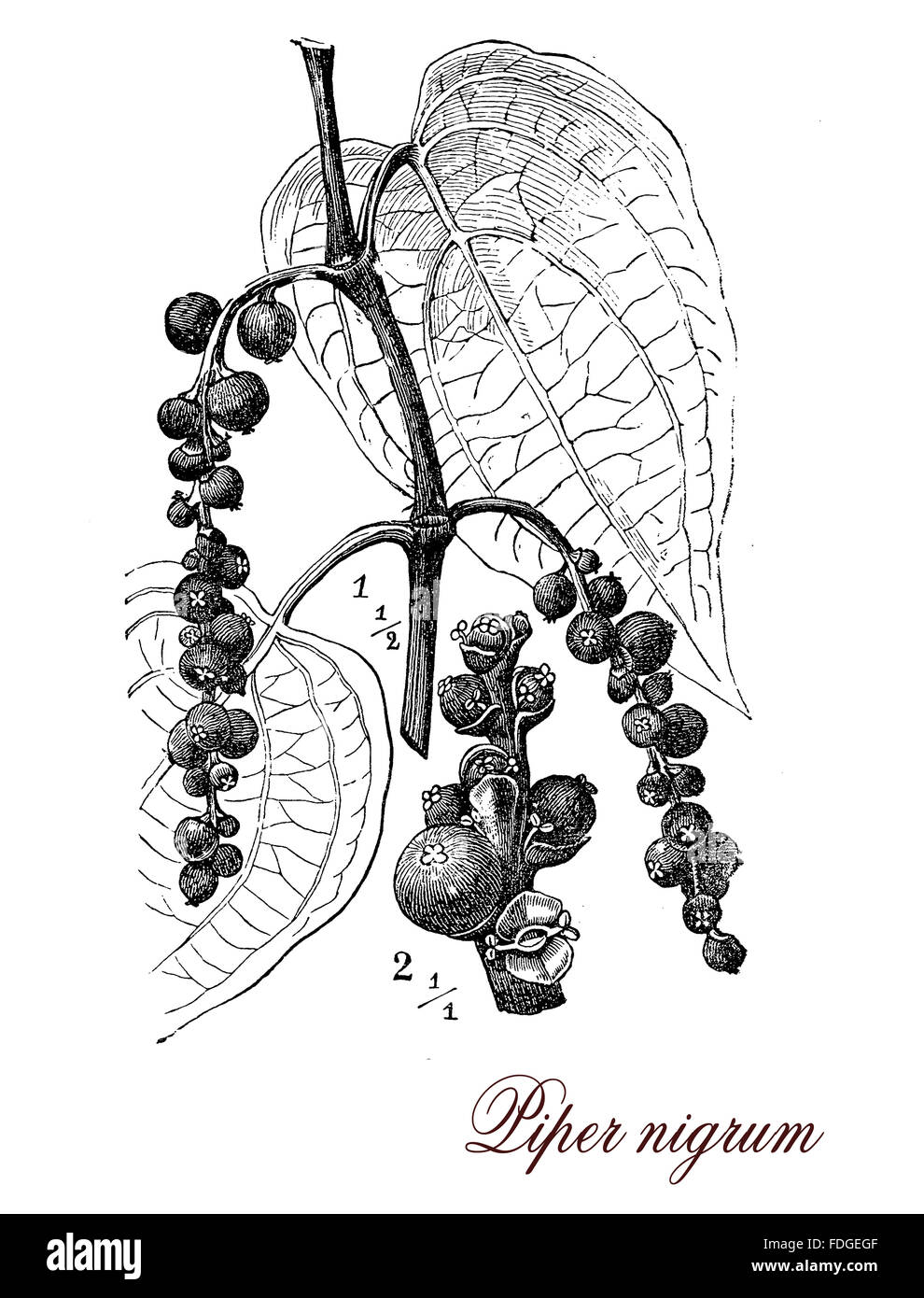 Vintage Print Beschreibung schwarzer Pfeffer botanischen Morphologie: mehrjährige Pflanze mit dunklen roten Steinfrüchte, die einen einzelnen Samen enthalten. Die Pflanze ist wegen der verwendeten Frucht kultiviert getrocknet als Gewürz und Würze Stockfoto