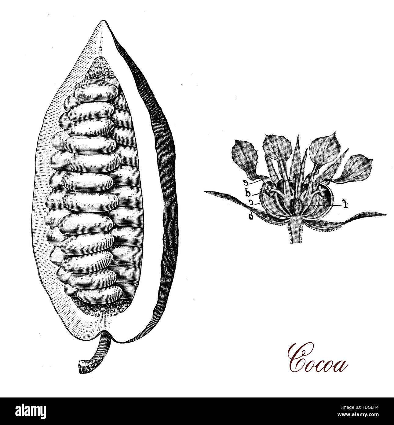 Vintage print beschreibt Kakaobohne und Blume botanischen Morphologie, seinen Samen, die Kakaobohnen, dienen dazu, Kakaomasse, Kakaopulver und Schokolade machen Stockfoto