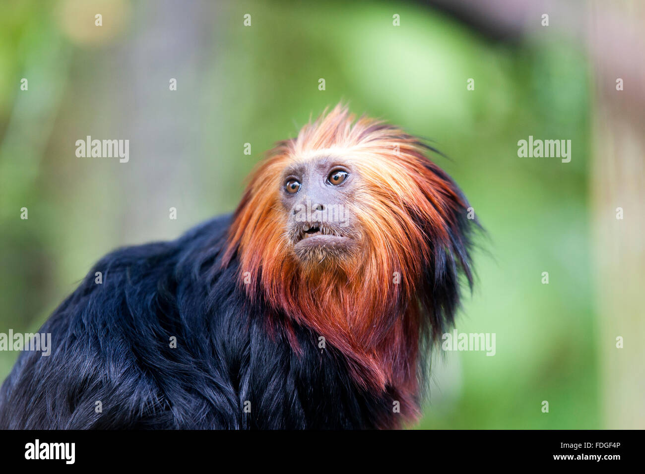 Unter der Leitung von Golden Lion Tamarin Stockfoto