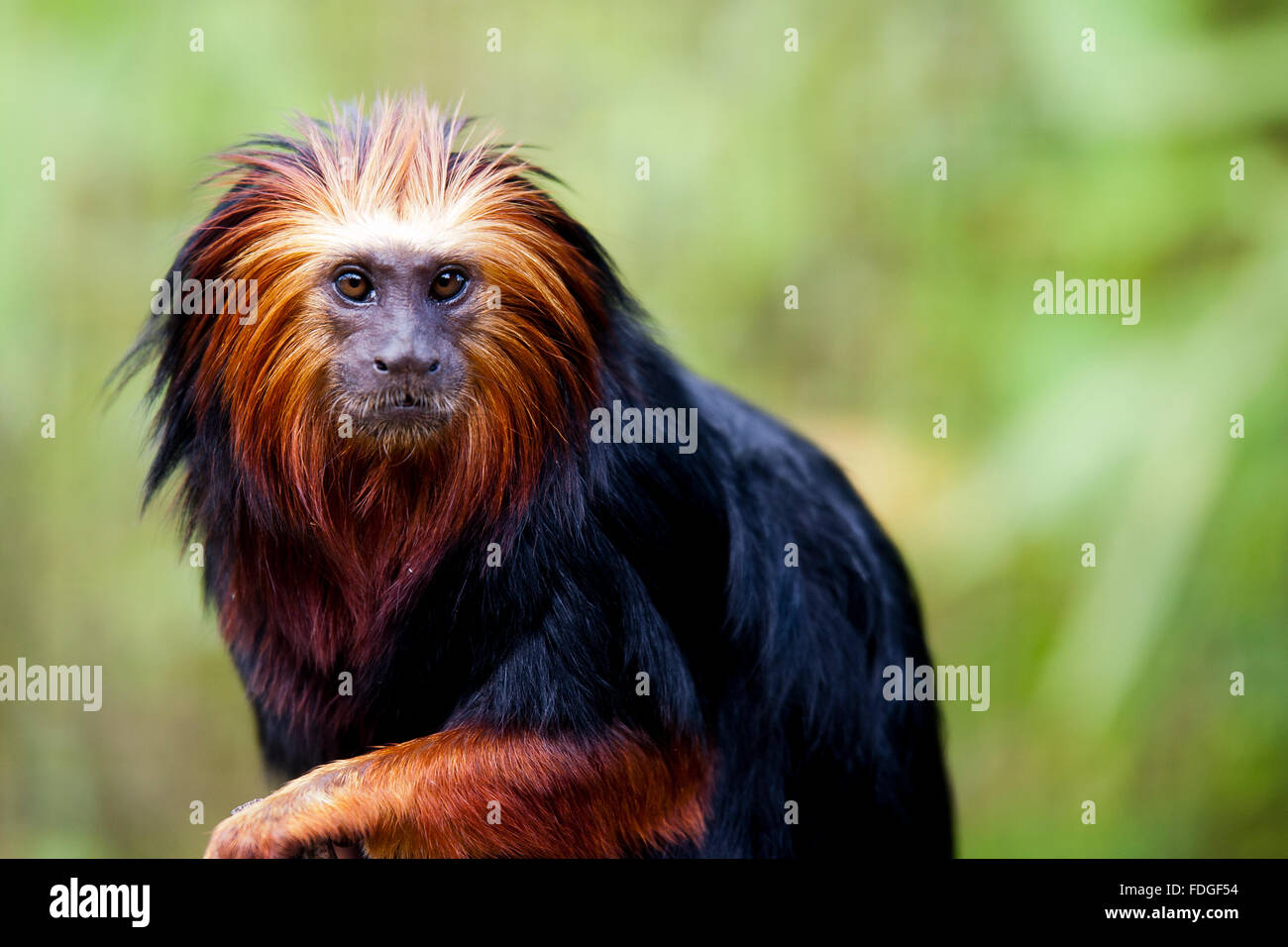 Unter der Leitung von Golden Lion Tamarin Stockfoto