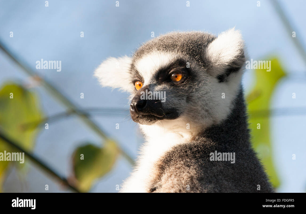 Lemuren Stockfoto