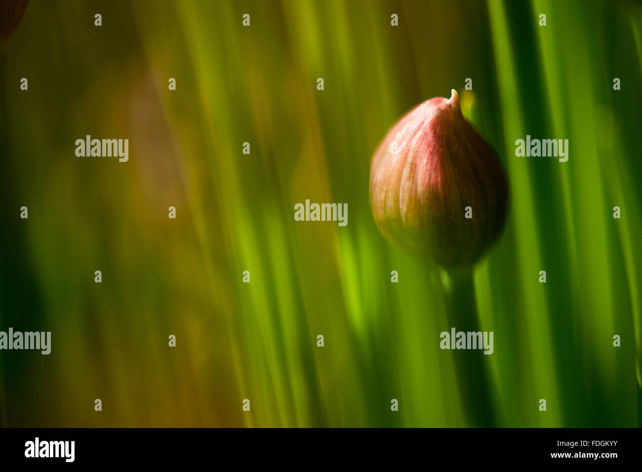 Schnittlauch fotografiert eine wertvollere Kraut (Allium Schoenoprasum) in einem englischen Garten mit einem Makro-Objektiv, den Fokus zu konzentrieren Stockfoto