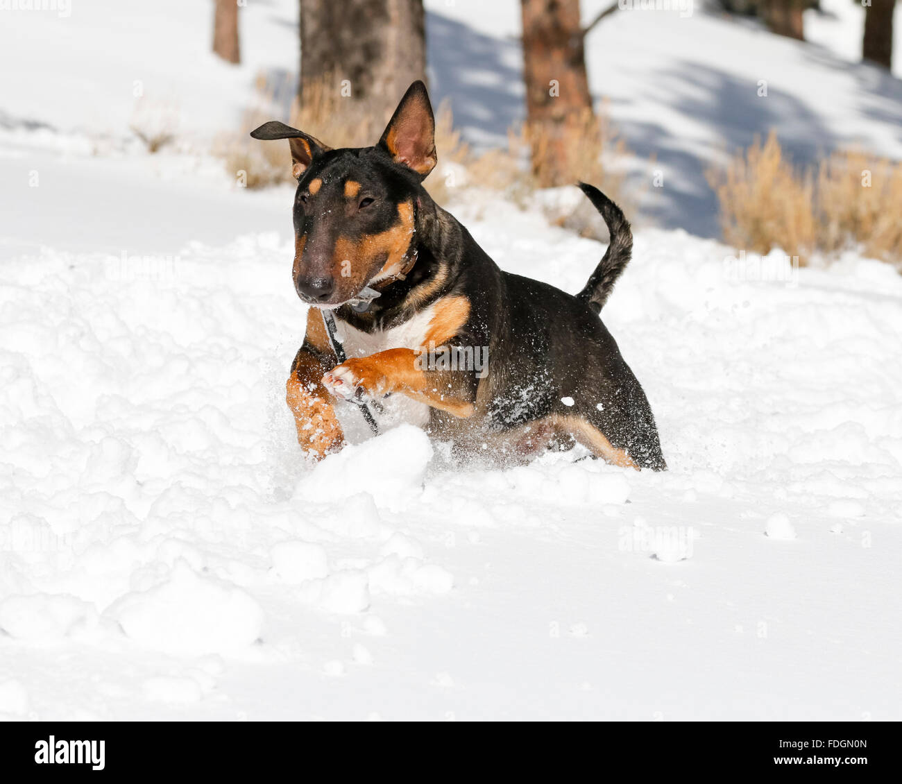 Bull Terrier durch den frischen Schnee zu springen Stockfoto