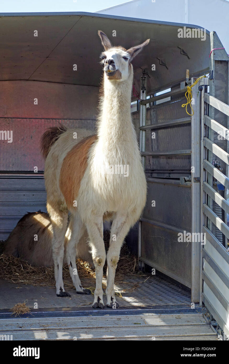 ein Lama in einer Reise-box Stockfoto