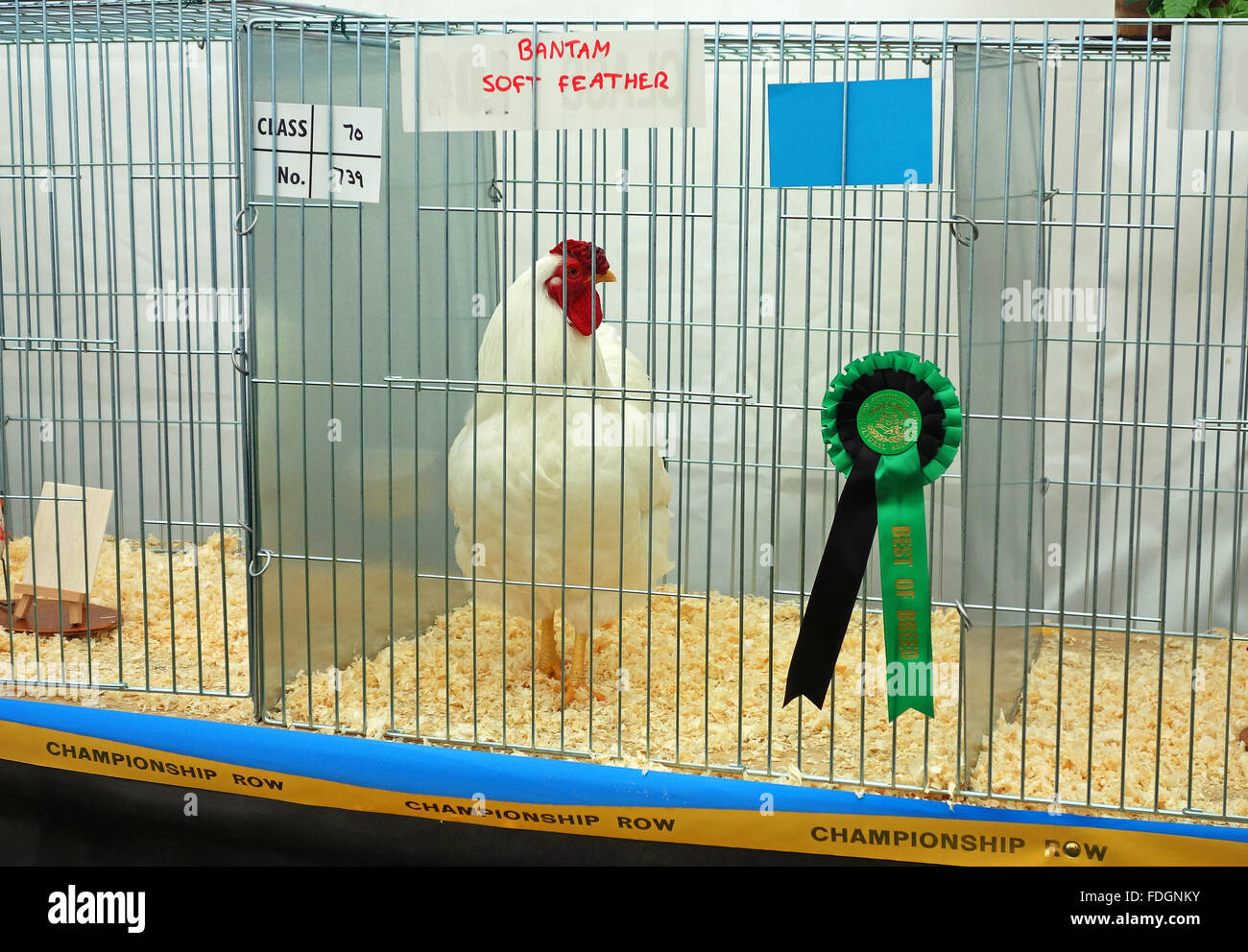Ein Zwerghuhn Huhn in einem Stift bei einer Geflügel-Show im Vereinigten Königreich Stockfoto