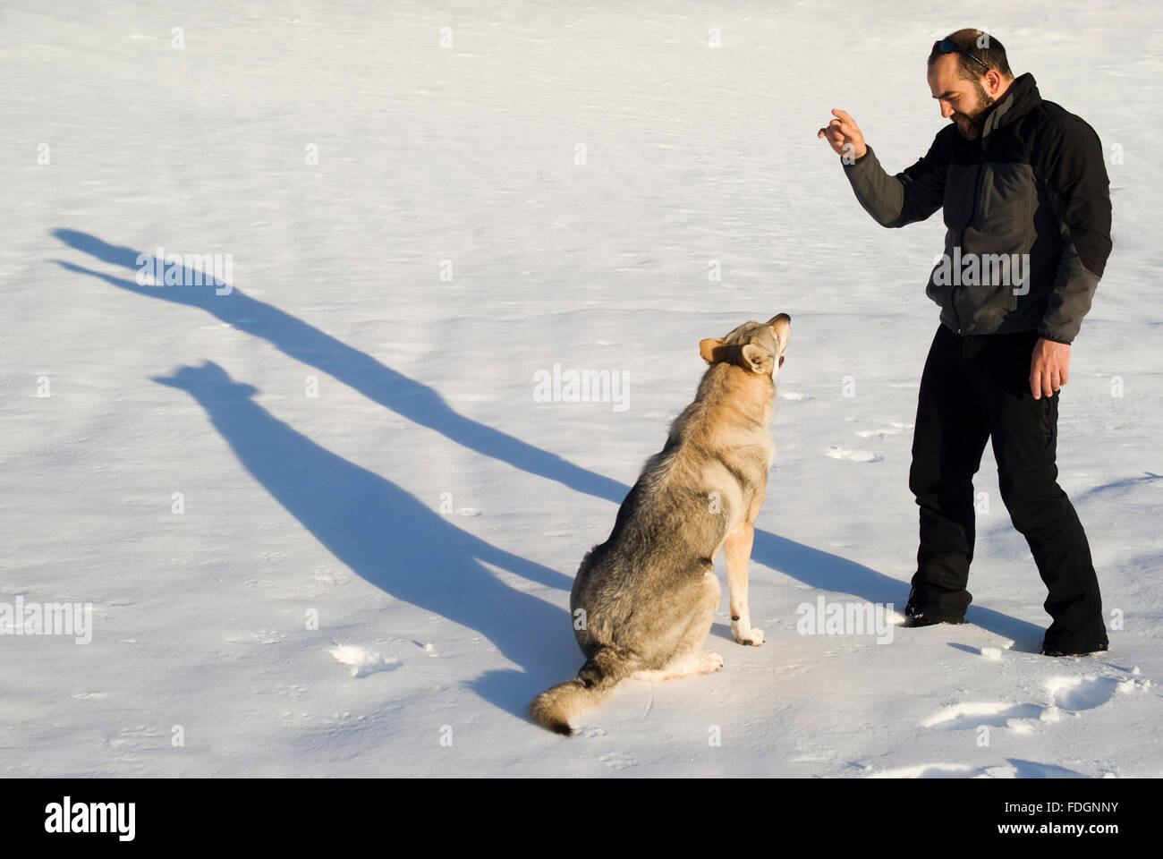 Tschechoslowakische Wolf-Hund ausgebildet Stockfoto