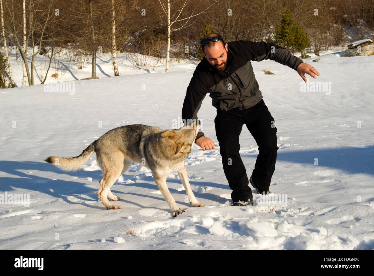 Aggressive tschechoslowakische Wolf Hund an einer Ausbildung des Angriffs Stockfoto