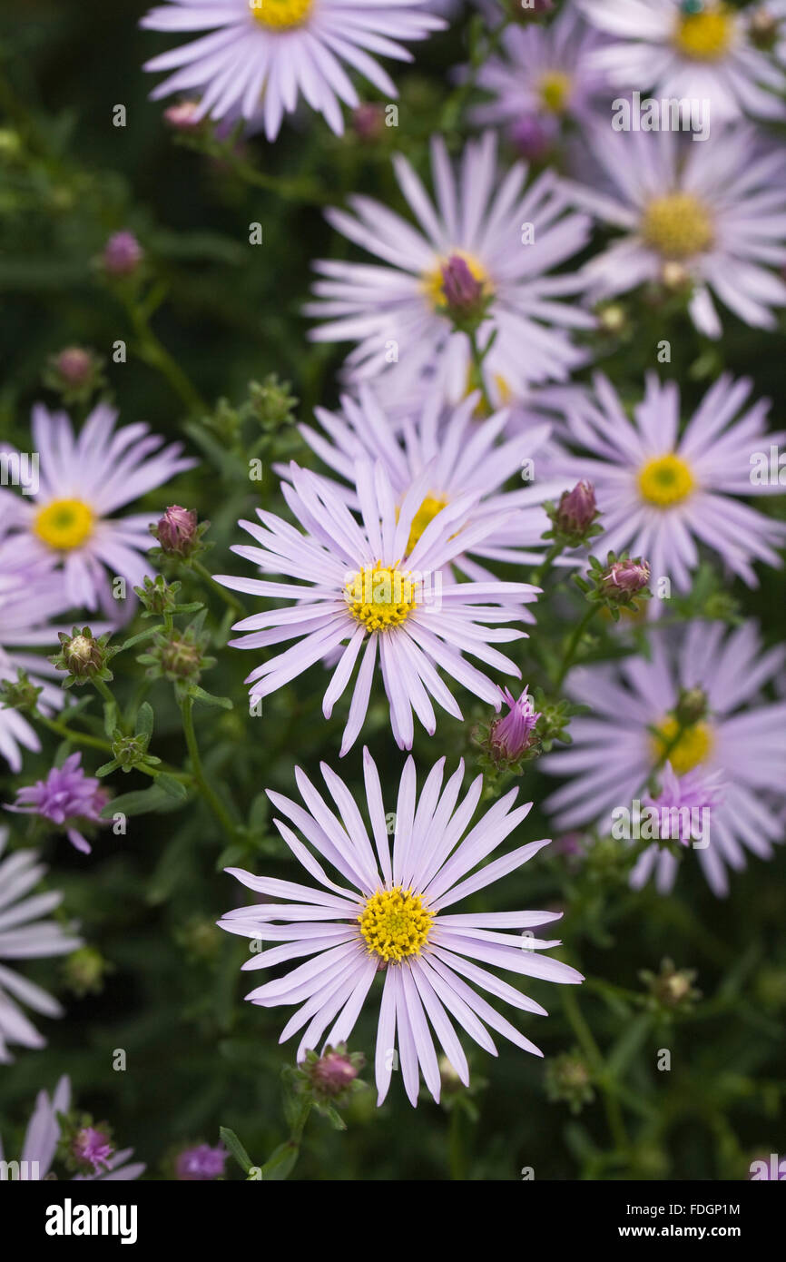 Aster Pyrenaeus 'Lutetia'. Lila farbigen Astern in eine krautige Grenze. Stockfoto