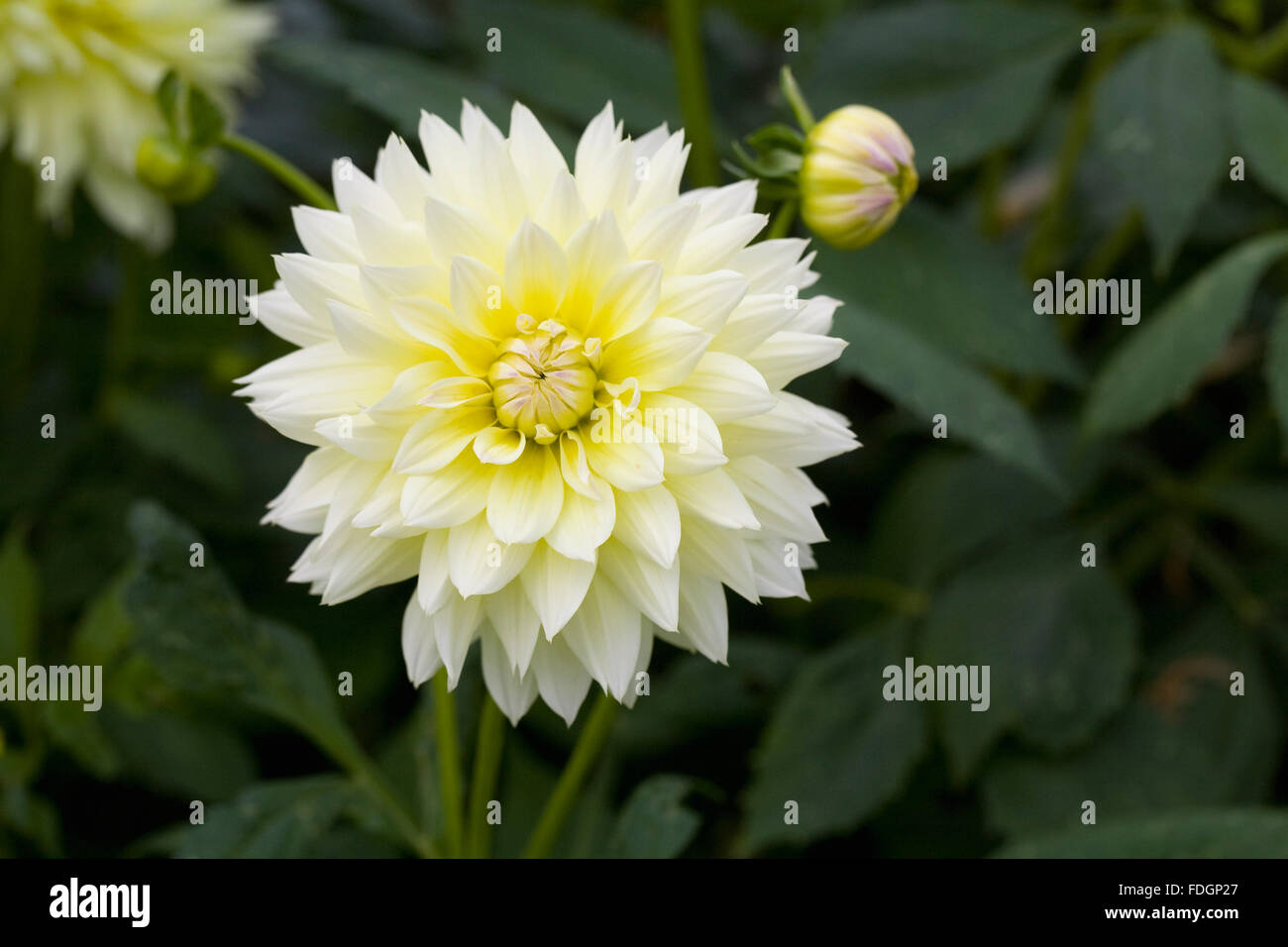 Blasse gelbe Dahlie Blüte. Stockfoto