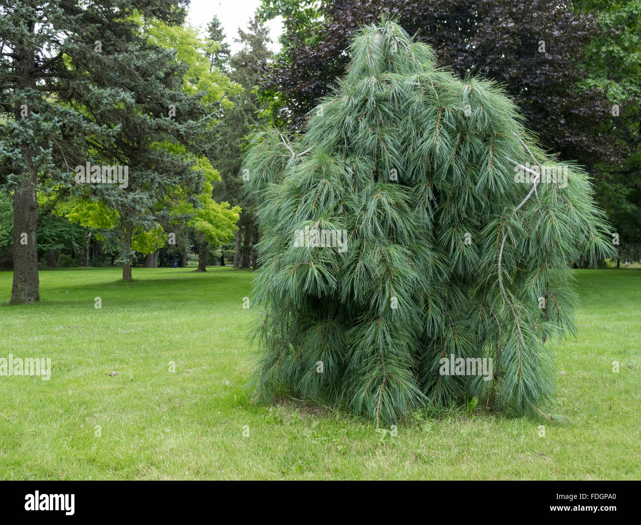 Eine weinende Weymouthskiefer, Pinus Strobus "Pendel" auf der West Seite Arboretum von Edwards Gardens, einem bekannten Toronto-Park. Stockfoto Eine weinende Weymouthskiefer, Pinus Strobus "Pendel" auf der West Seite Arboretum von Edwards Gardens, einem bekannten Toronto-Park. Stockfoto