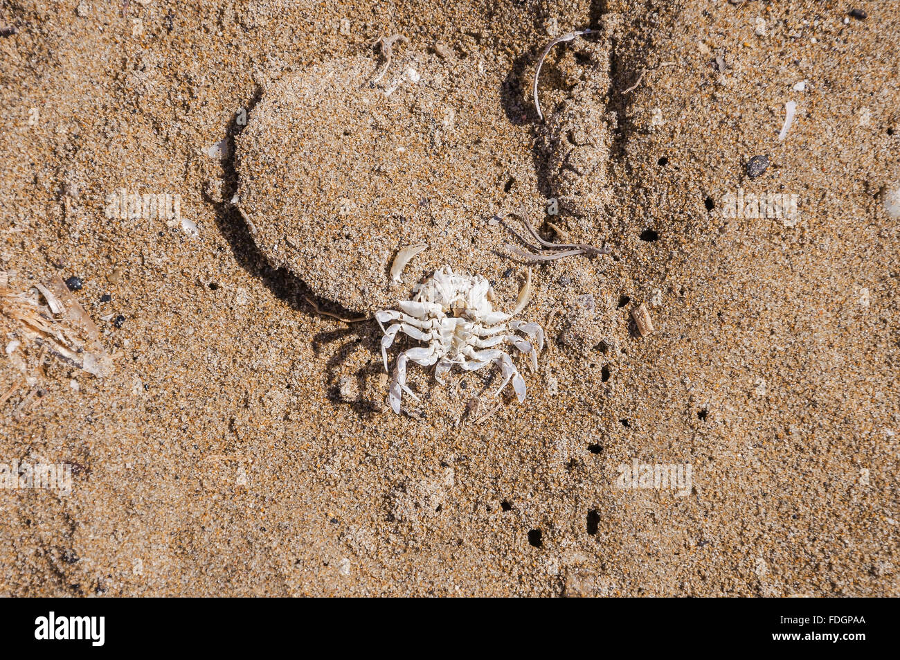 Draufsicht des Skeletts Krabben am Strand Stockfoto