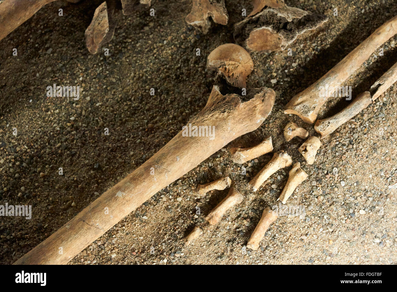 Altes menschliches Skelett aus alten Grab exhumiert. Archäologie Stockfoto