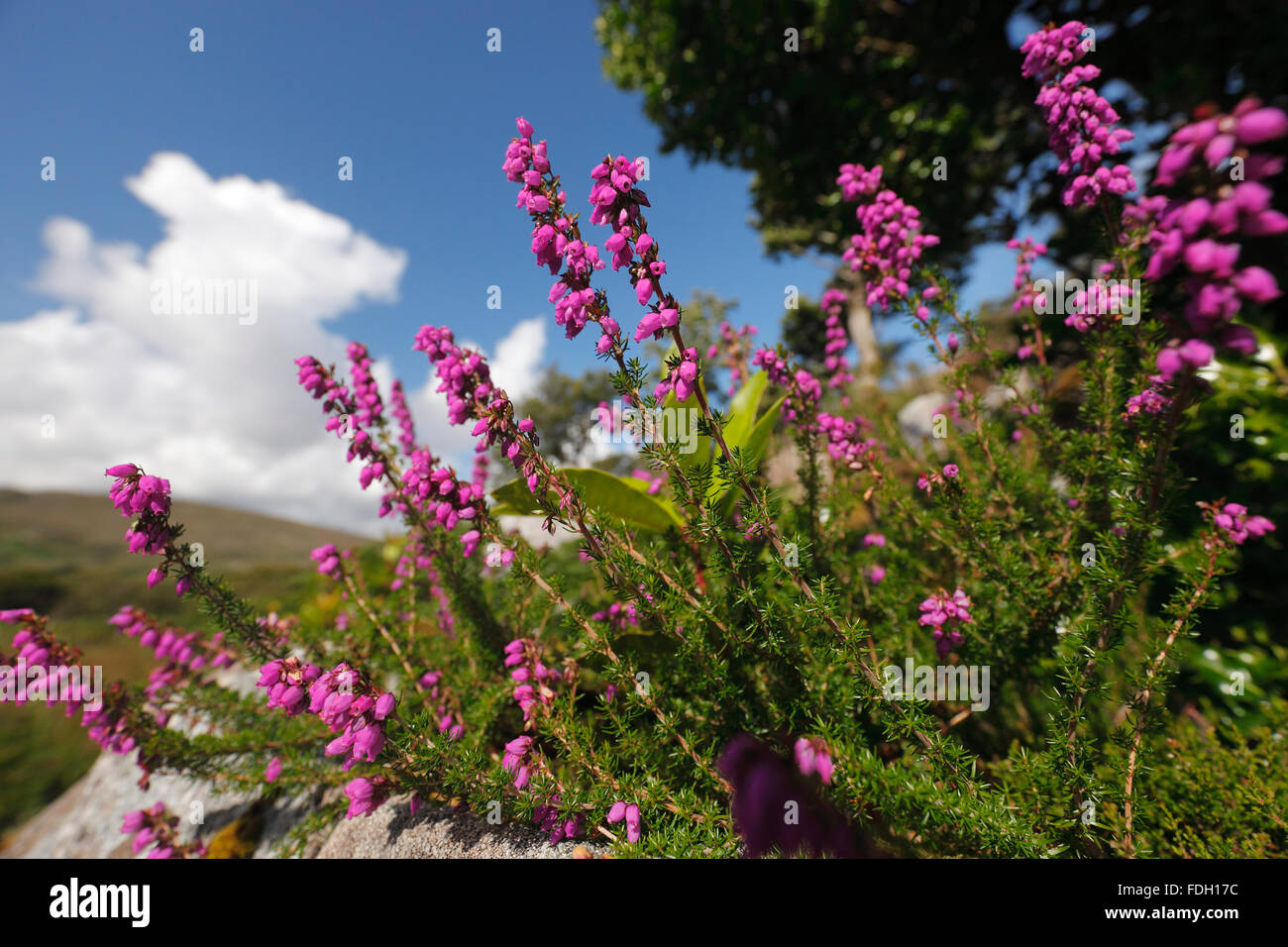 Heather Ling, Calluna vulgaris Stockfoto