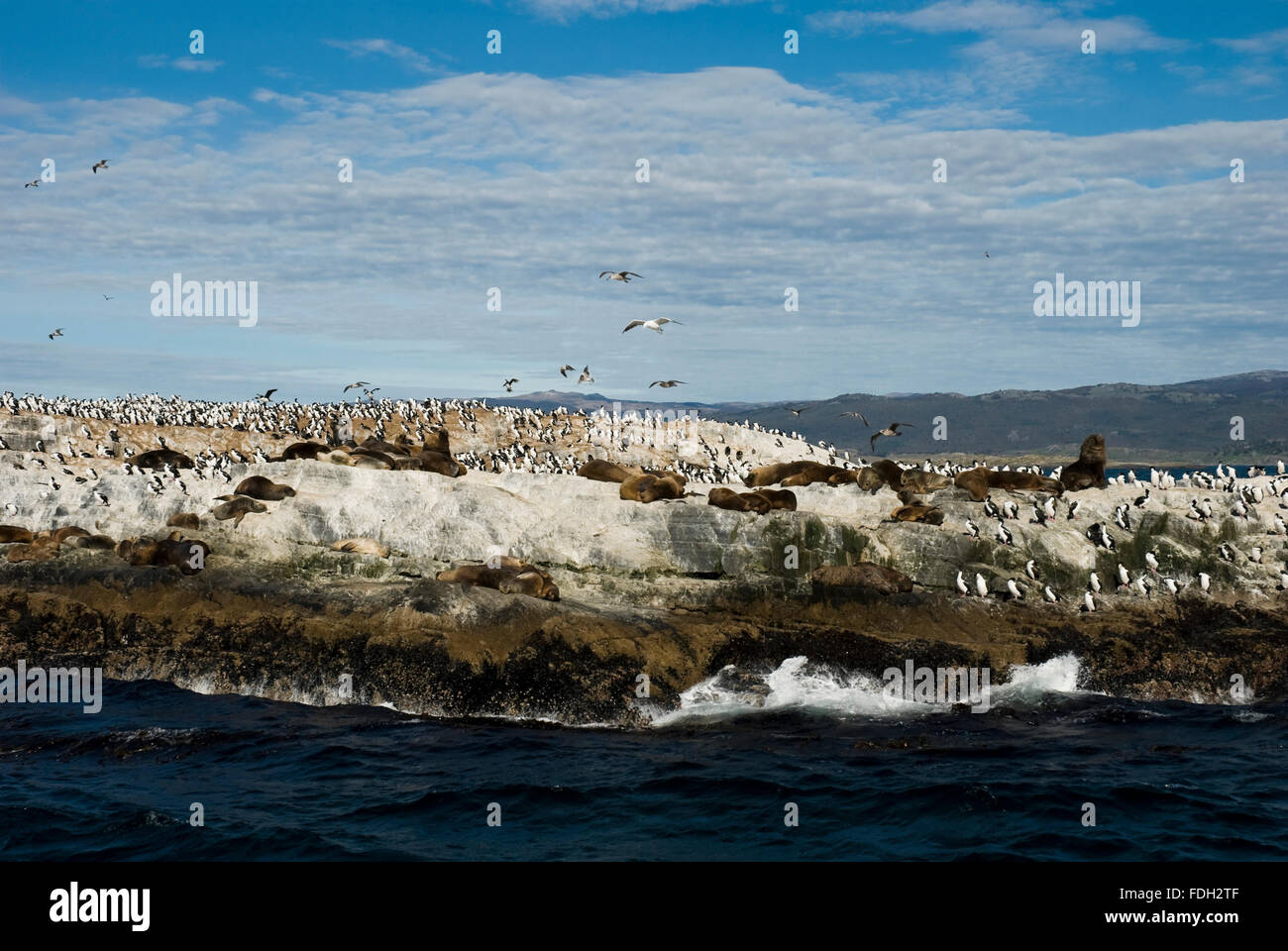Seelöwen und Kormorane auf der Insel im Beagle-Kanal, Ushuaia, Tierra del Fuego, Patagonien, Argentinien, Südamerika Stockfoto