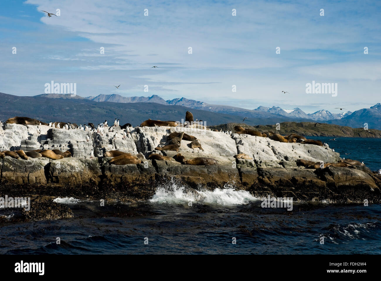 Seelöwen und Kormorane auf der Insel im Beagle-Kanal, Ushuaia, Tierra del Fuego, Patagonien, Argentinien, Südamerika Stockfoto