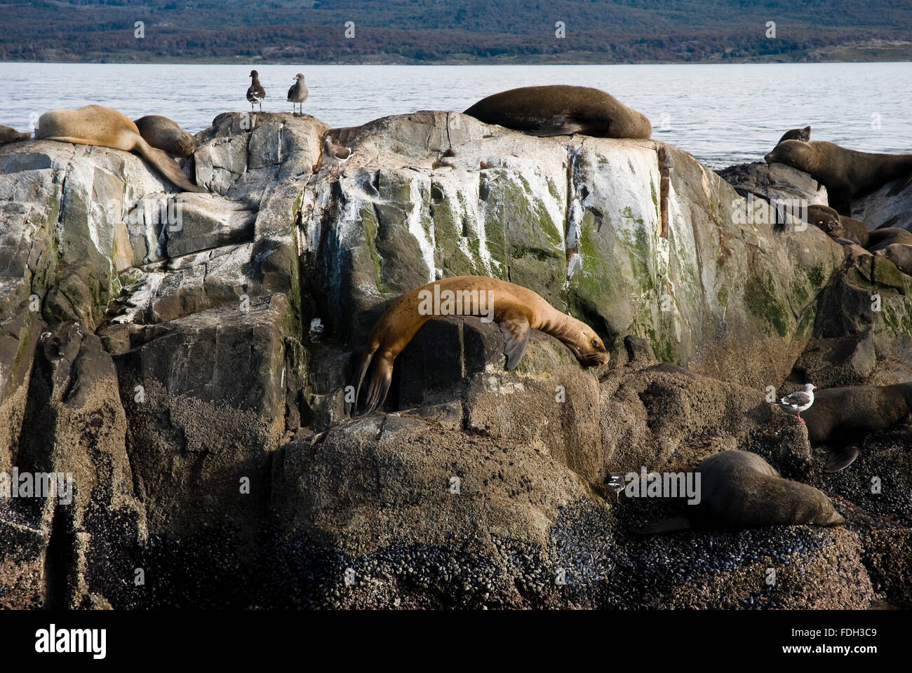 Vögel und Seelöwen auf der Insel im Beagle-Kanal, Ushuaia, Tierra del Fuego, Patagonien, Argentinien, Südamerika Stockfoto