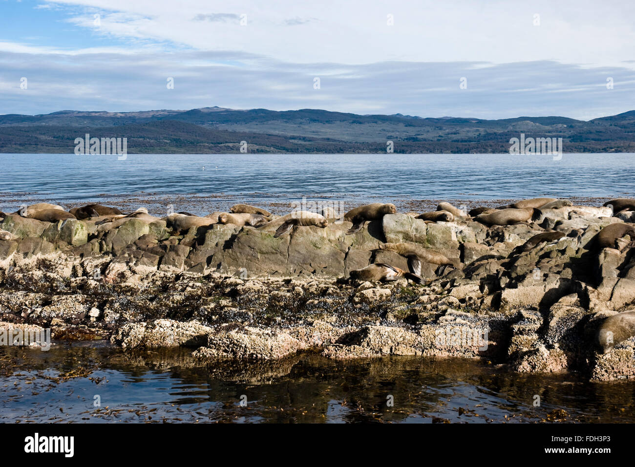 Seelöwen auf der Insel im Beagle-Kanal, Ushuaia, Tierra del Fuego, Patagonien, Argentinien, Südamerika Stockfoto