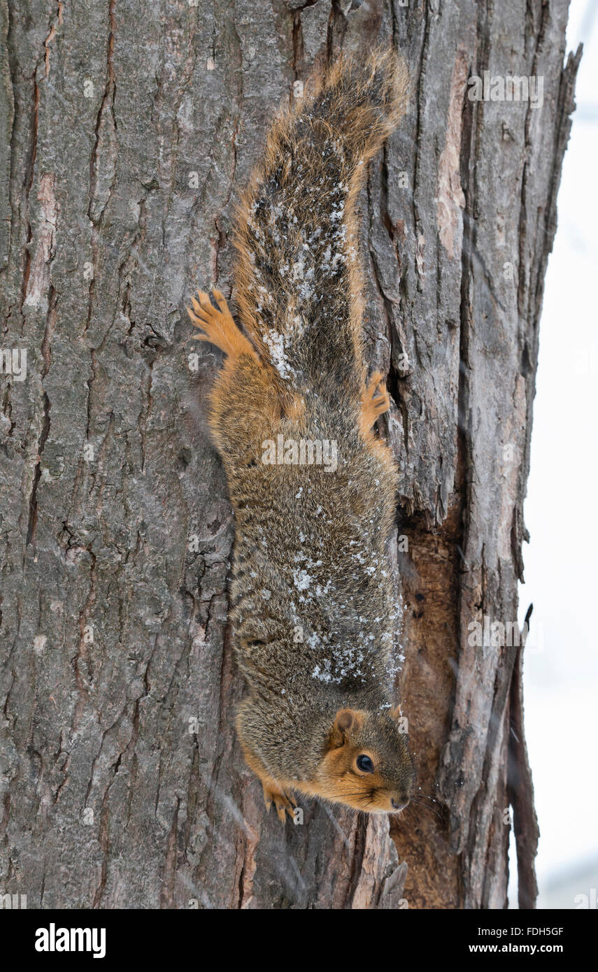 Eastern Fox Squirrel (Sciurus niger) klettert auf Baum, Winter, E Nordamerika, von Skip Moody/Dembinsky Photo Assoc Stockfoto
