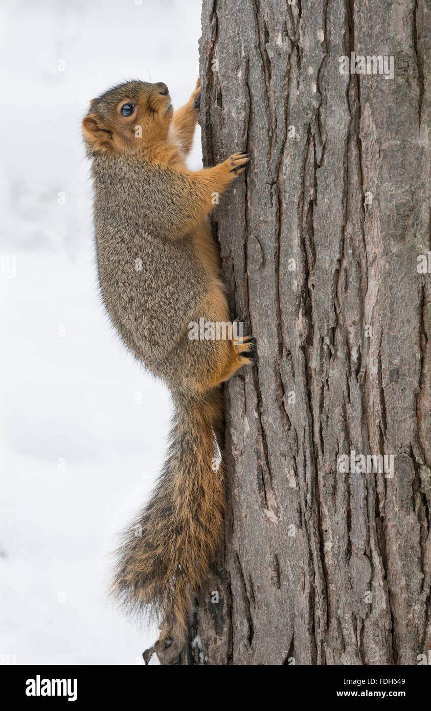 Östlichen Fuchs, Eichhörnchen (Sciurus Niger) Kletterbaum, Winter, E Nordamerika Stockfoto