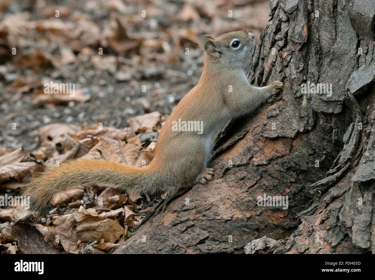 Östlichen Eichhörnchen Klettern Baum (Tamiasciurus oder Sciurus Hudsonicus) E Nordamerika Stockfoto