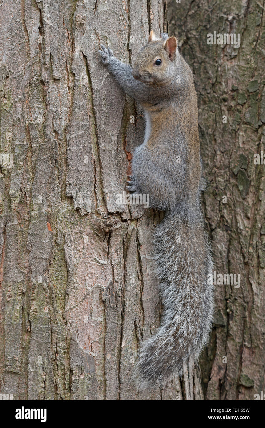 Östliche graue Eichhörnchen (Sciurus Carolinensis) Kletterbaum, Herbst, E Nordamerika Stockfoto