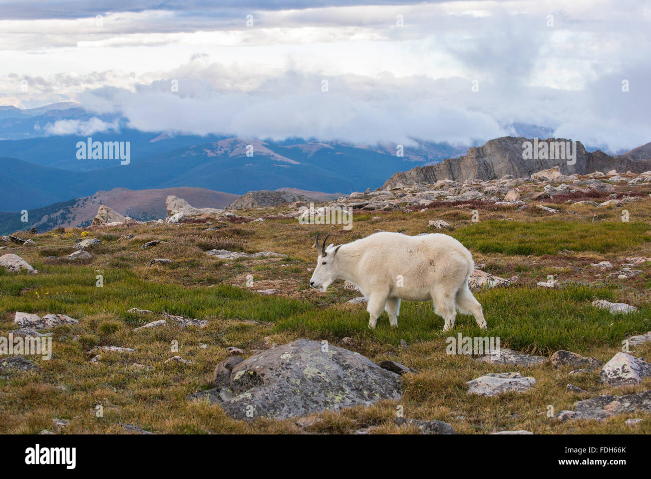 Bergziege (Oreamnos Americanus) Rocky Mountains, Colorado USA Stockfoto
