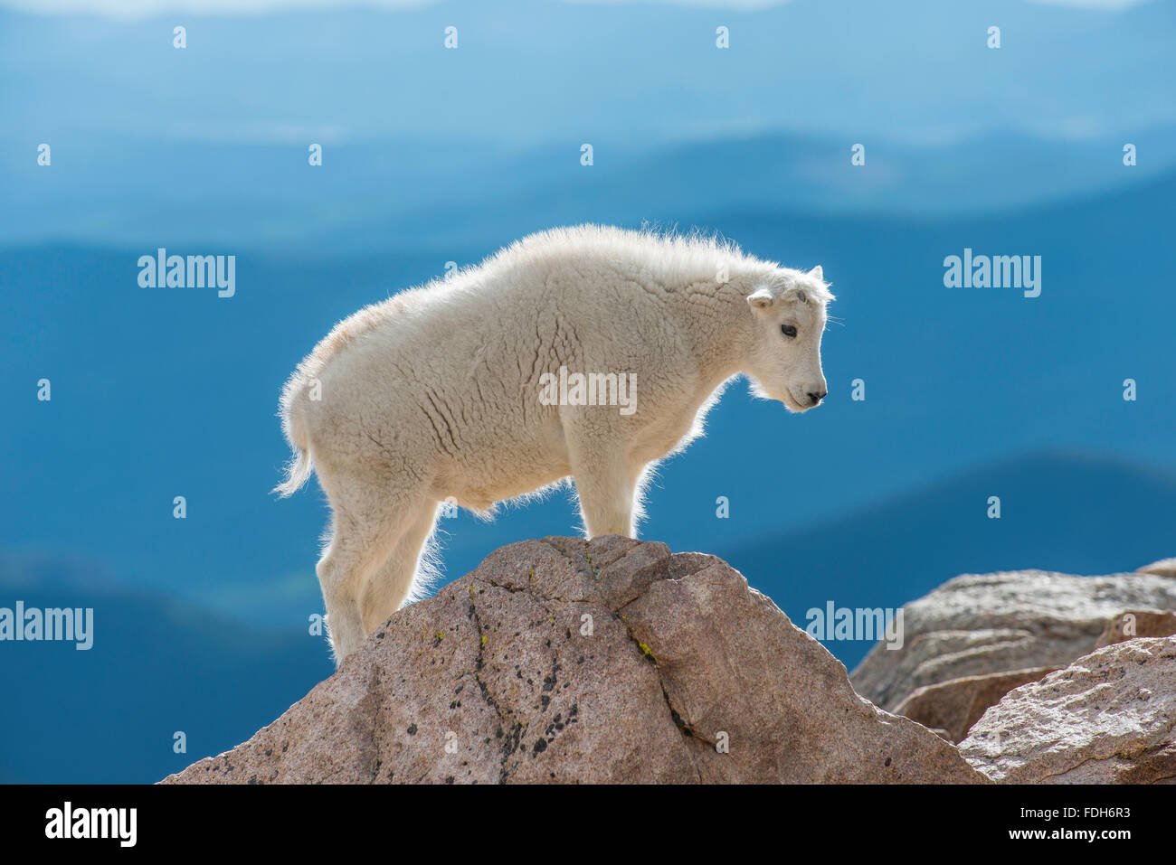 Bergziege (Oreamnos Americanus), Kid, Mount Evans Wilderness Area Rocky Mountains, Colorado USA Stockfoto