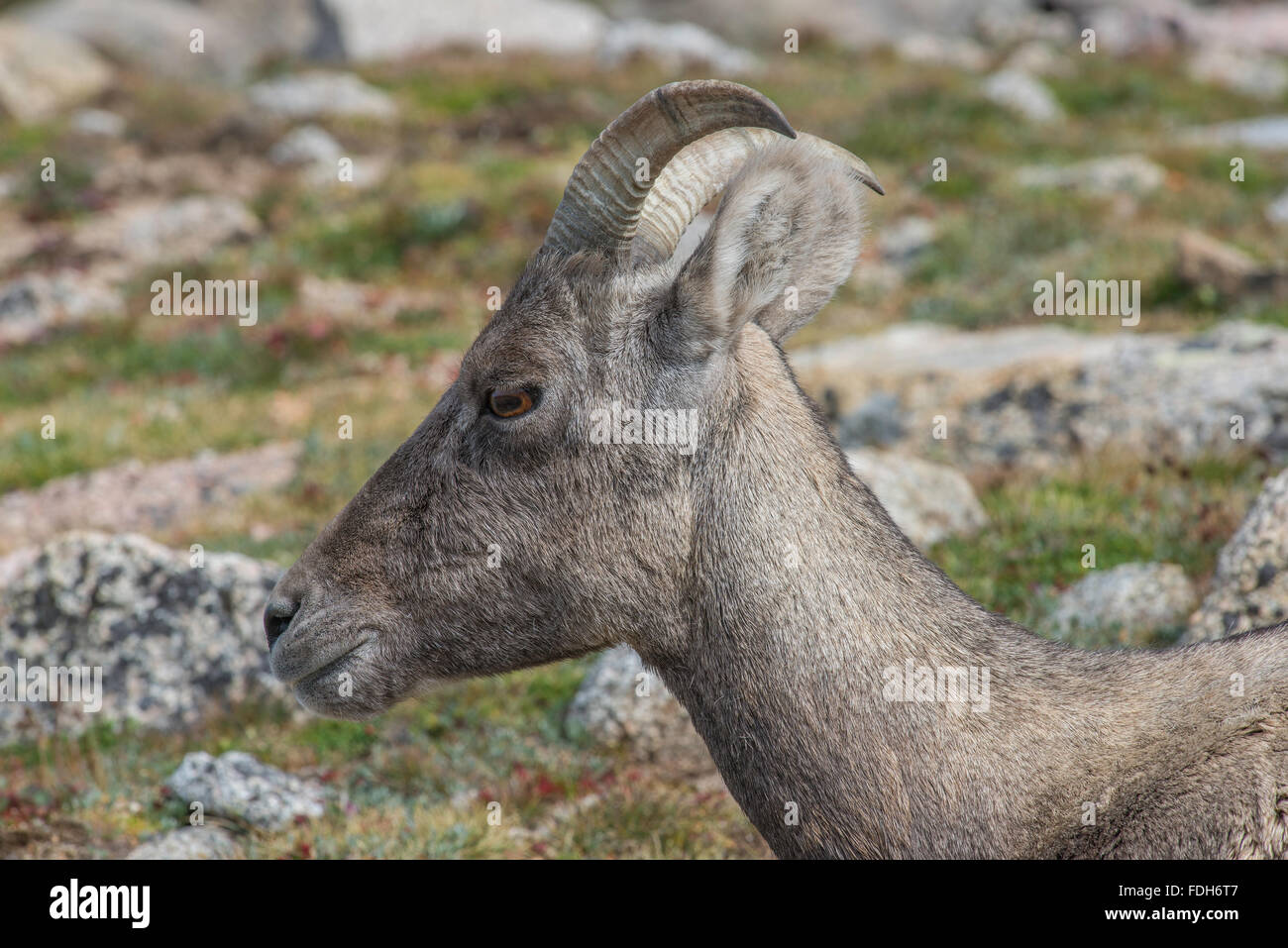 Bighorn Schafe (Ovis Canadensis) Ewe, Kopf Ansicht, Mount Evans Wilderness Area, Rocky Mountains, Colorado USA Stockfoto