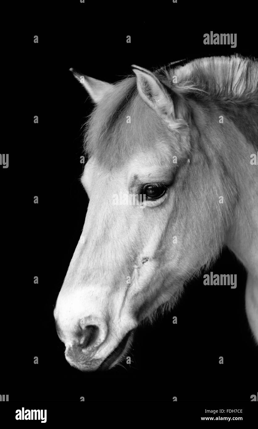 CARDIFF, WALES. 24. Januar 2016. Eine Fjord-Stute namens Indium steht in einem schlammigen Feld teilweise stapelte sich. Copyright - Katze Lothiab Stockfoto