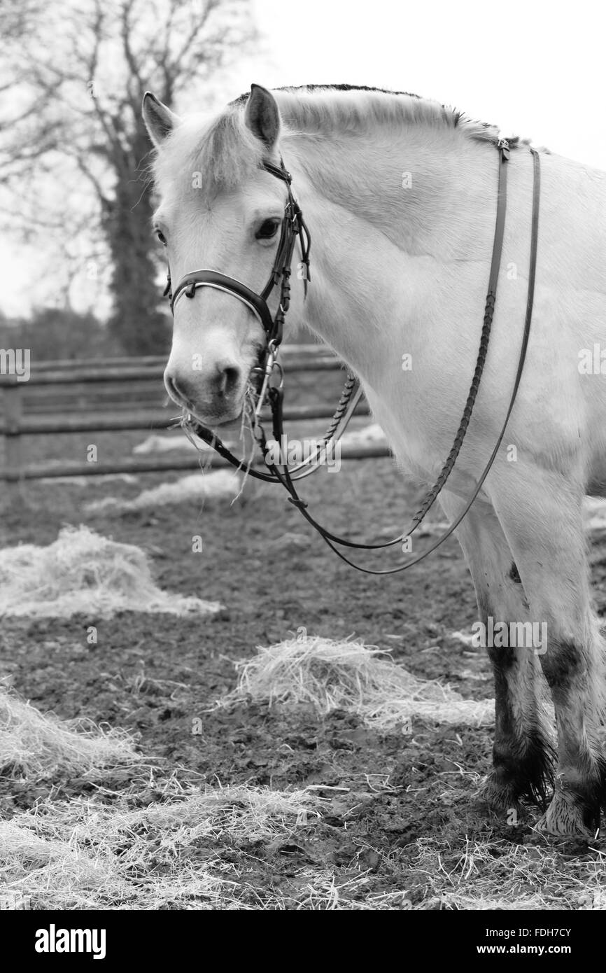 CARDIFF, WALES. 24. Januar 2016. Eine Fjord-Stute namens Indium steht in einem schlammigen Feld teilweise stapelte sich. Copyright - Katze Lothiab Stockfoto