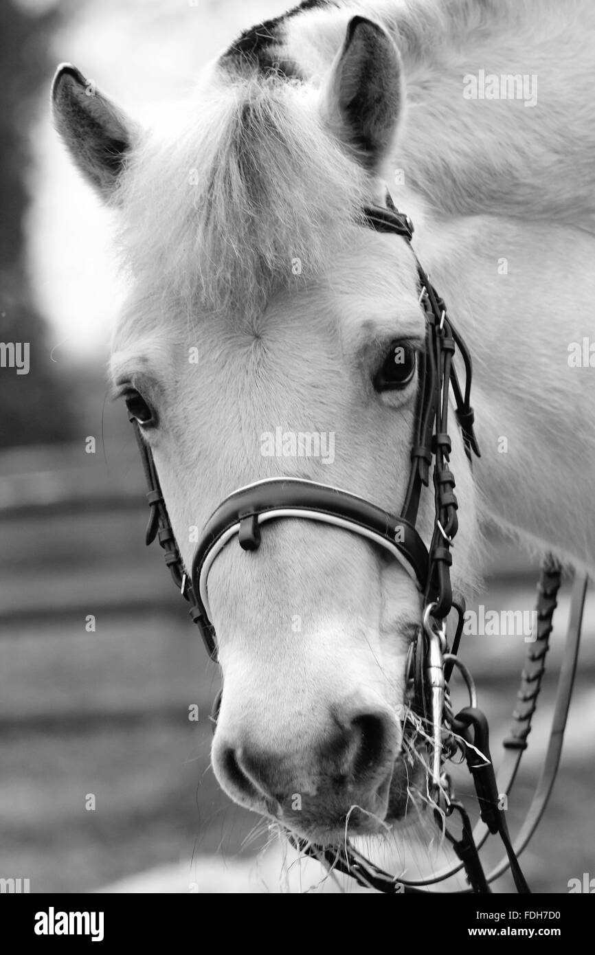 CARDIFF, WALES. 24. Januar 2016. Eine Fjord-Stute namens Indium steht in einem schlammigen Feld teilweise stapelte sich. Copyright - Katze Lothiab Stockfoto