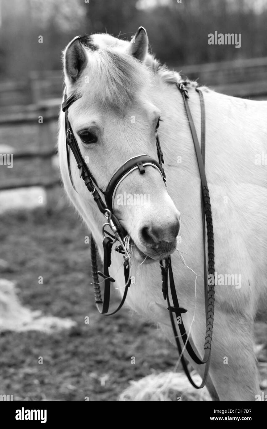 CARDIFF, WALES. 24. Januar 2016. Eine Fjord-Stute namens Indium steht in einem schlammigen Feld teilweise stapelte sich. Copyright - Katze Lothiab Stockfoto