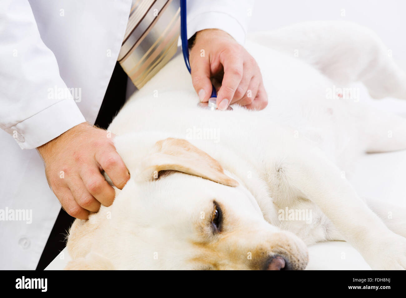 Labrador auf Tisch geprüft vom Tierarzt Stockfoto