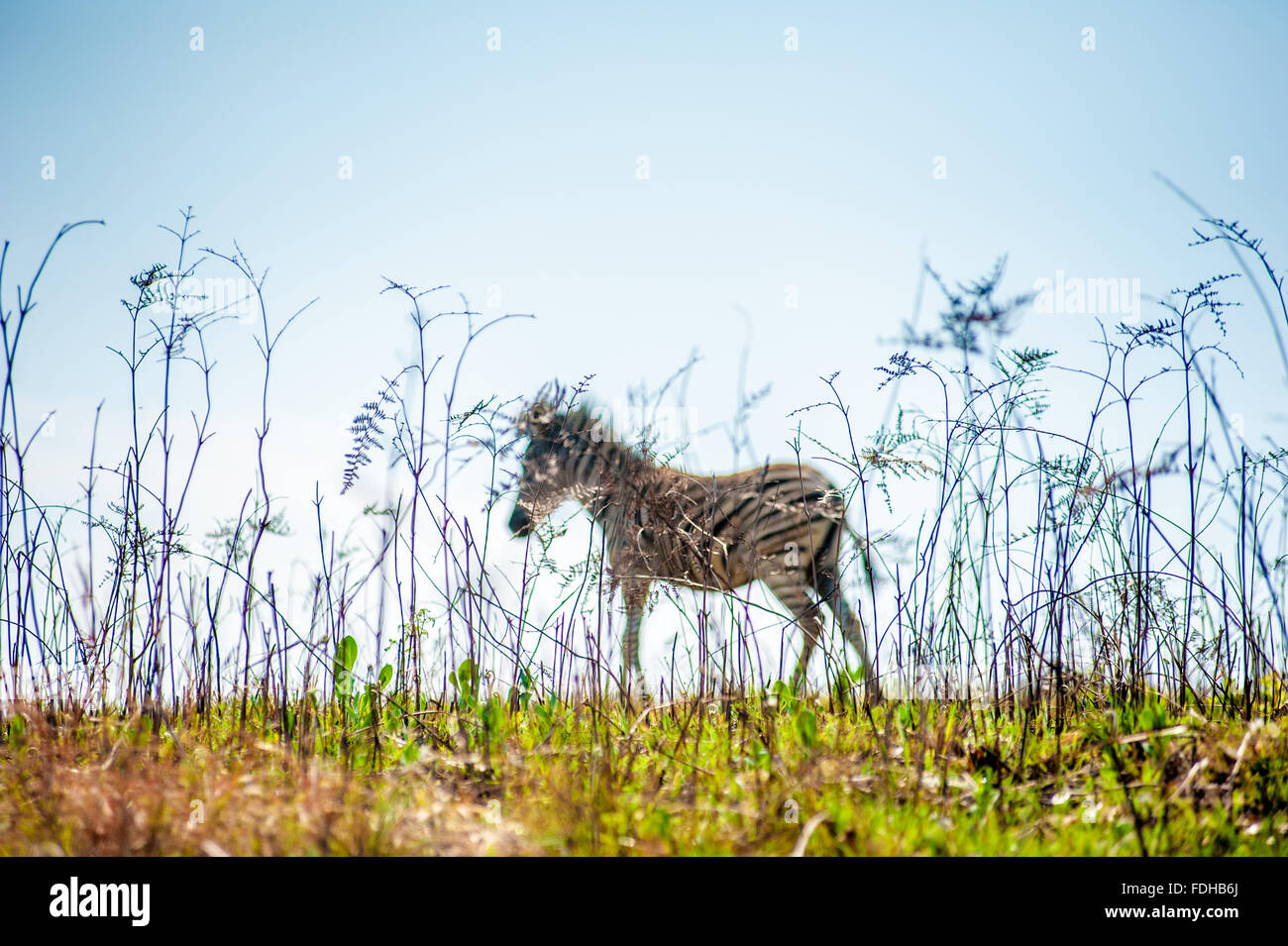 Burchell Zebra (Equus Burchellii) Weiden im Mlilwane Wildlife Sanctuary in Swasiland, Afrika. Stockfoto