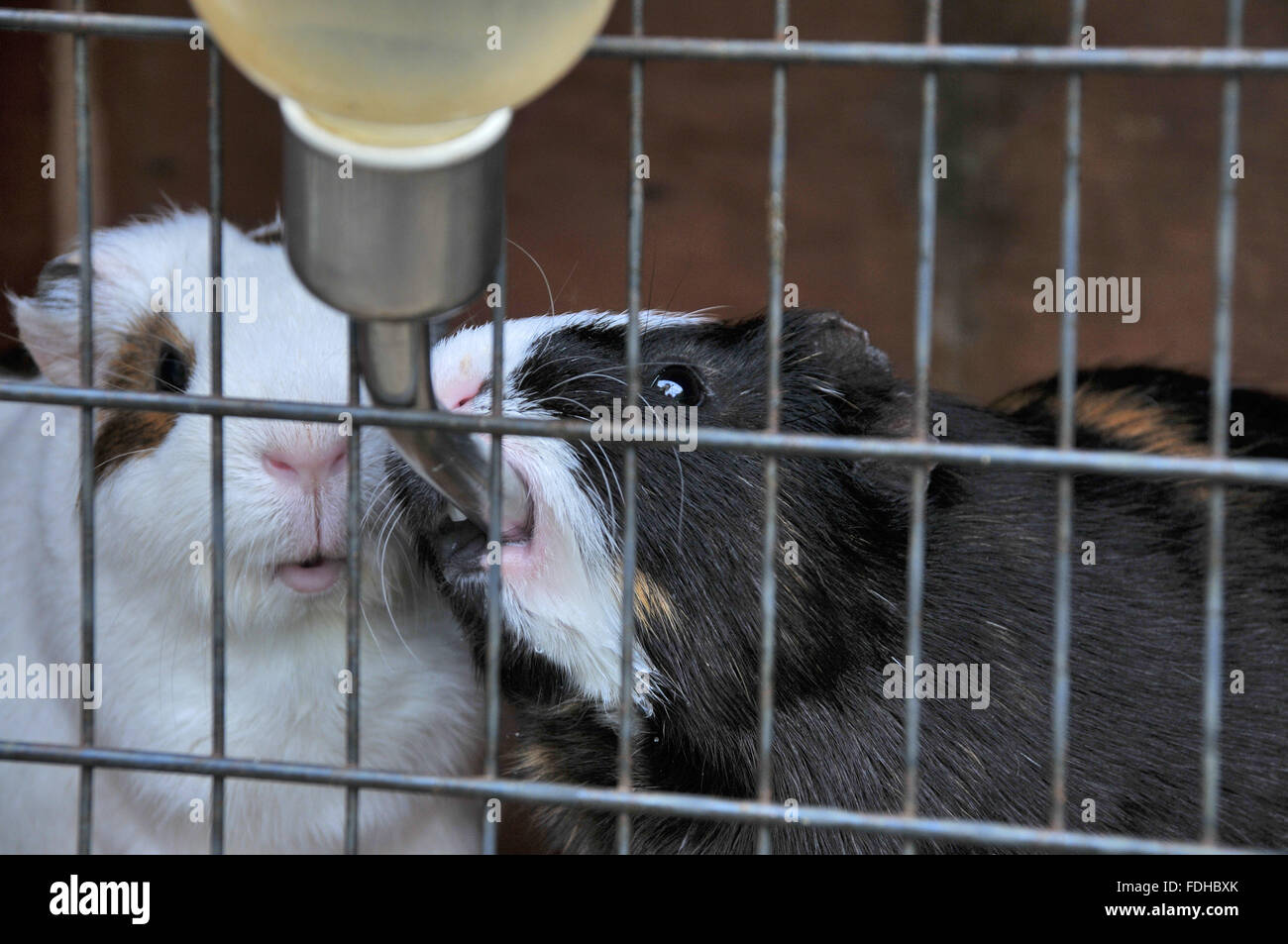 Ein Meerschweinchen trinken aus einem Wasserspender befestigt, die Stall-Tür während ein anderer sucht man auf. Stockfoto