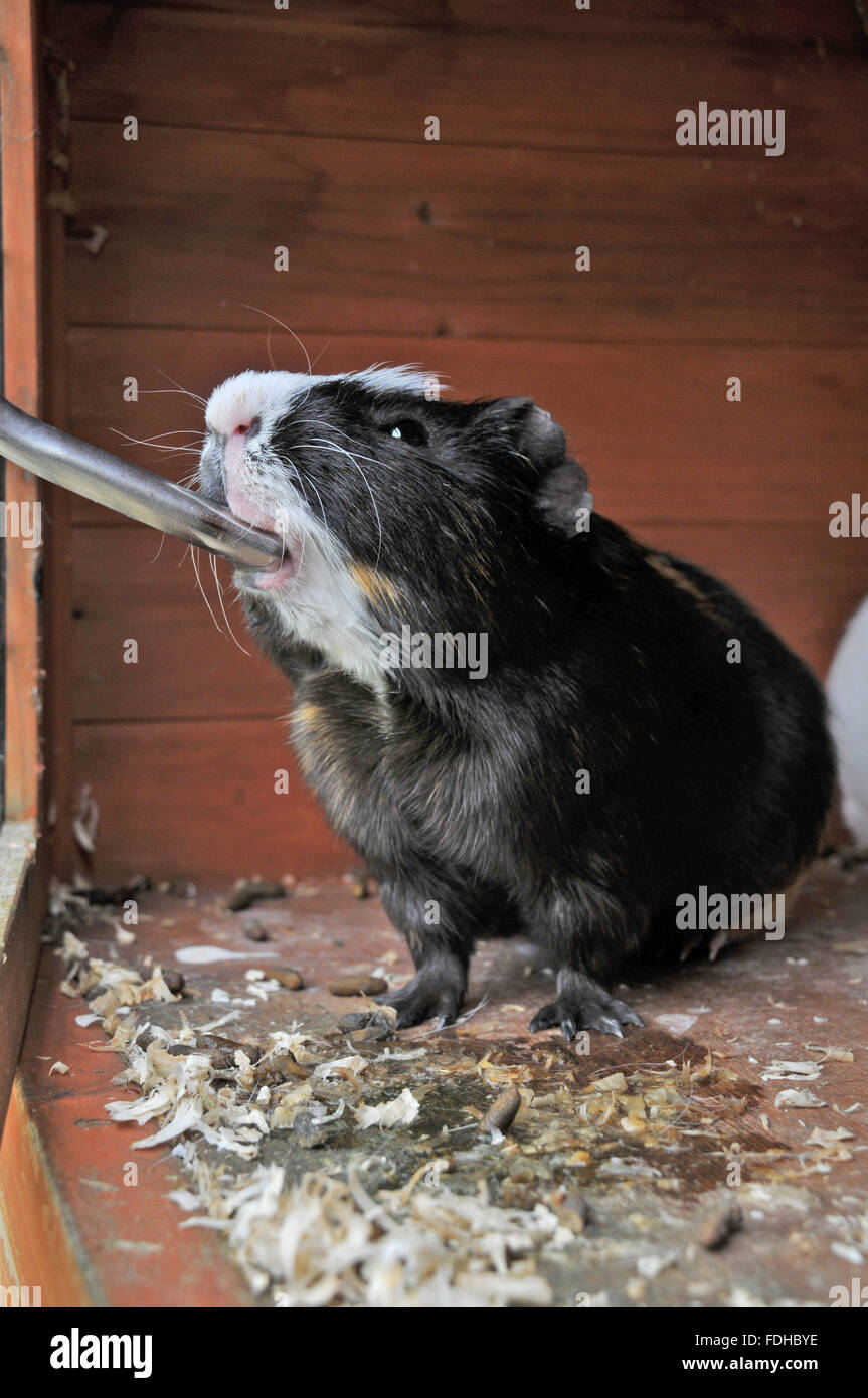 Ein Meerschweinchen, trinken aus einem Wasserspender an die Stall-Tür befestigt. Stockfoto