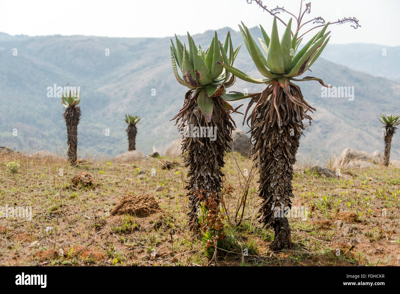 Aloe-Pflanzen in einem Feld im Mlilwane Wildlife Sanctuary in Swasiland, Afrika. Stockfoto