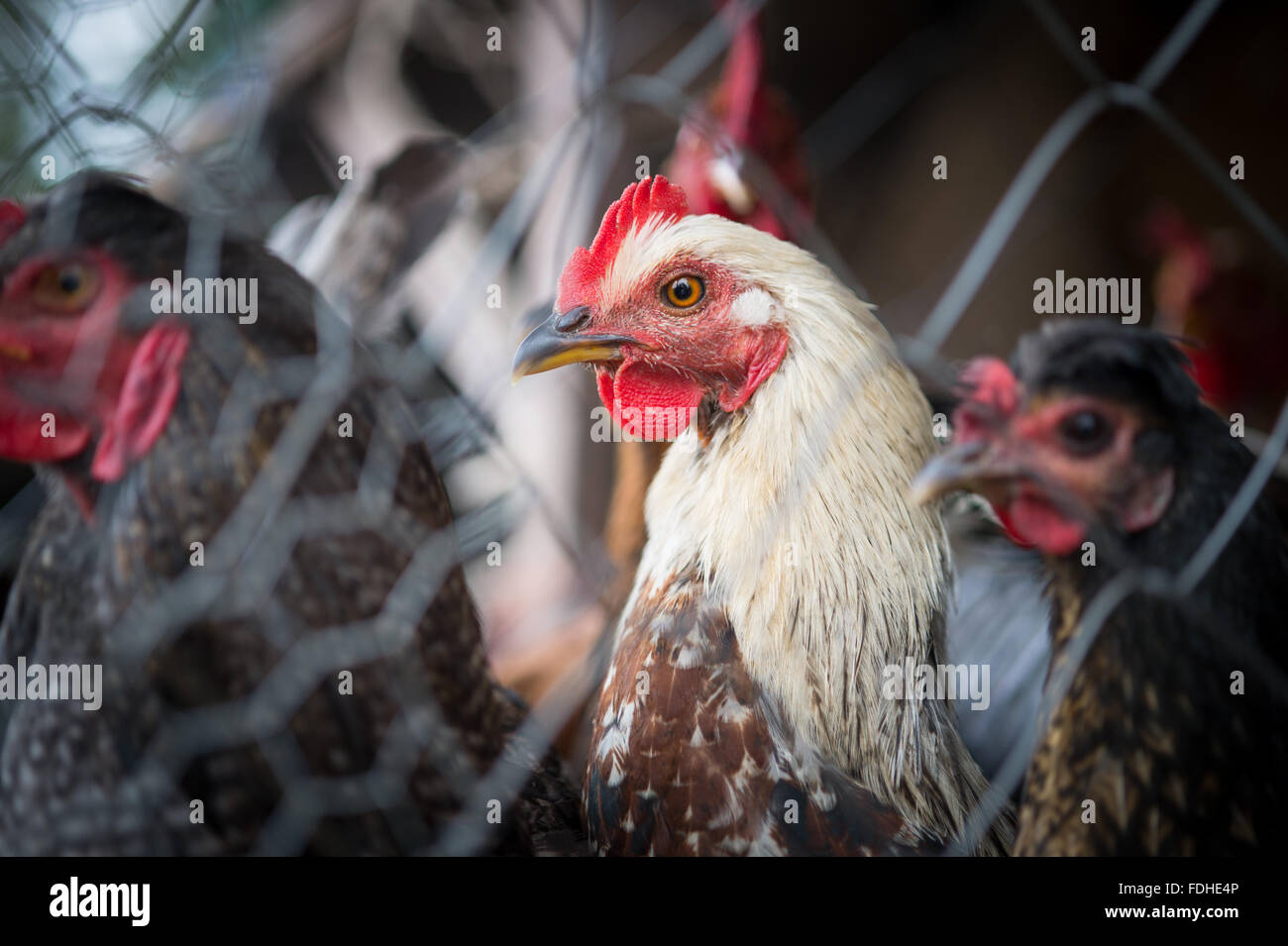 Hühner zum Verkauf an Manzini Großhandel produzieren und Handwerksmarkt in Swasiland, Afrika. Stockfoto