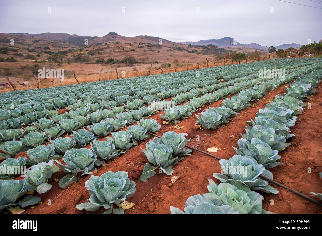 Kohlköpfe in der Hhohho Region von Swasiland, Afrika. Stockfoto