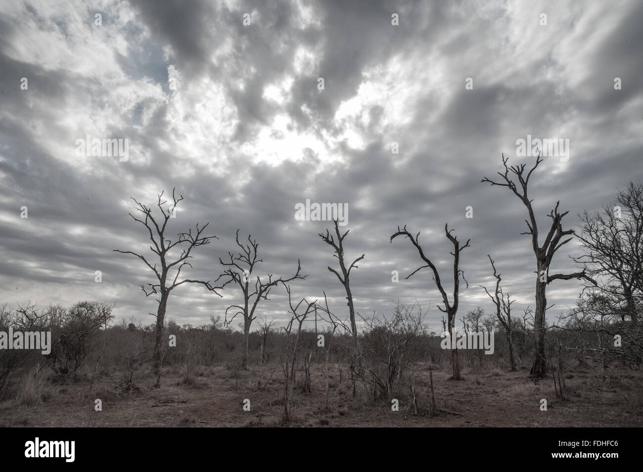 Tote Bäume im Hlane Park, Swasiland, Afrika. Stockfoto