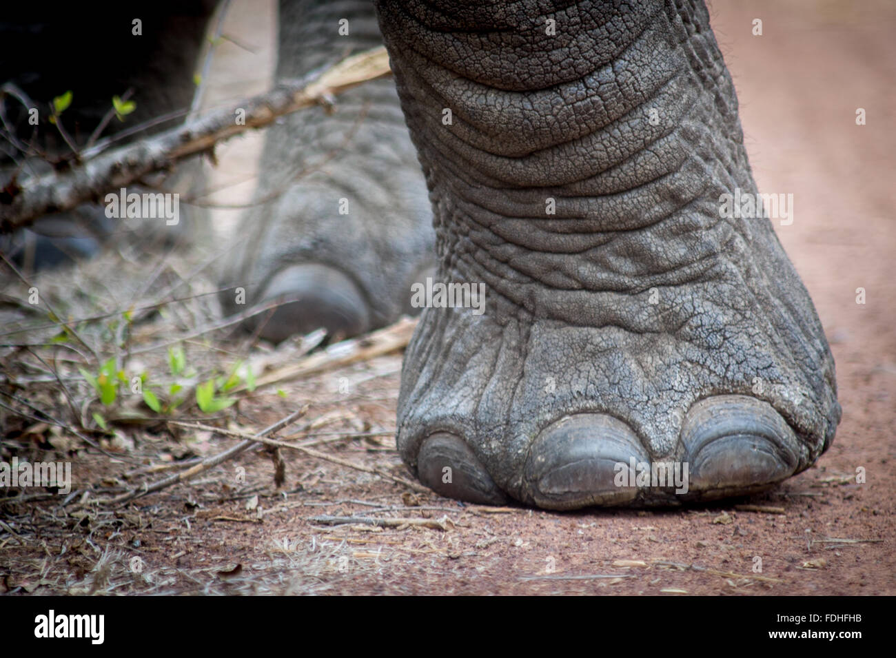 Detail des afrikanischen Elefanten (Loxodonta) Fuß im Hlane Royal Spiel zu bewahren, Swasiland, Afrika Stockfoto